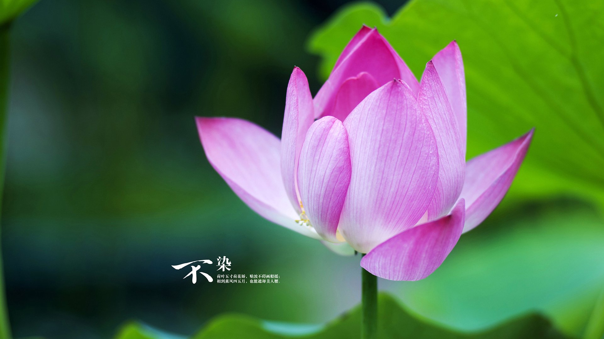 史上最青涩的欧冠球员，他们的荣光星途，欧冠新星