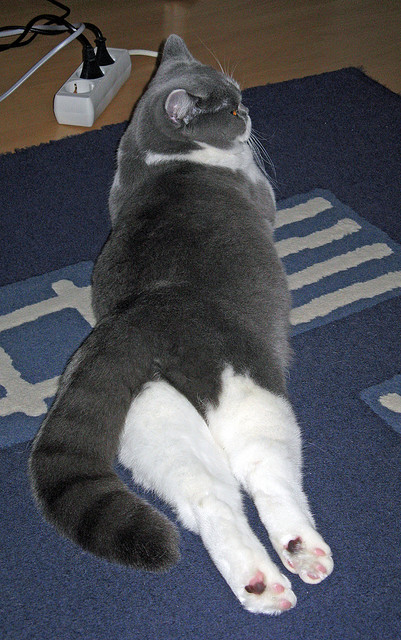 全国青少年铁人三项在上海录得佳绩，铁人三项青少年组的具体年龄