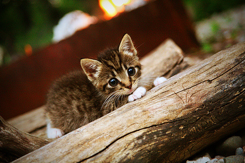 女篮亚洲杯中国队力压日本夺冠，亚洲杯女子篮球赛中国对日本