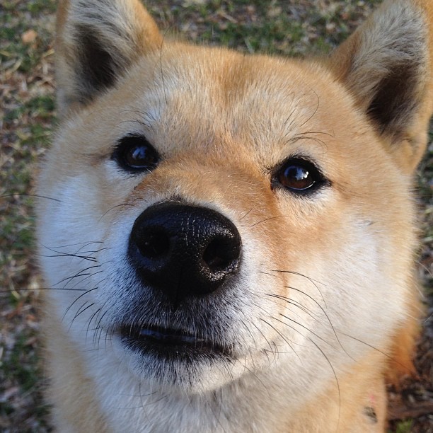 德国队分析：国际乒联混合团体世界杯赛制与赛事前瞻，德国乒乓球职业联赛