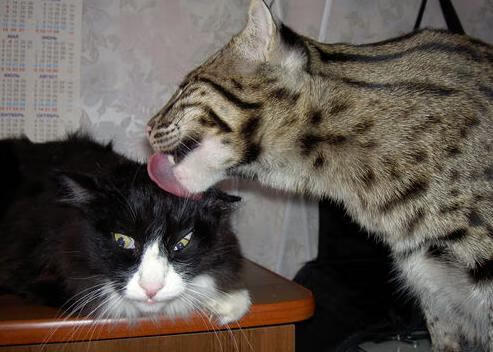 王者荣耀战术创新频出打破以往固定打法，王者战术分析