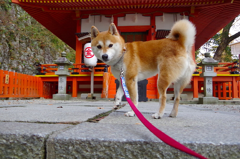 开云官方-乔·莫伊：无可匹敌的scrum技术，为全黑队进攻提供强有力的保障，乔莫是什么意思