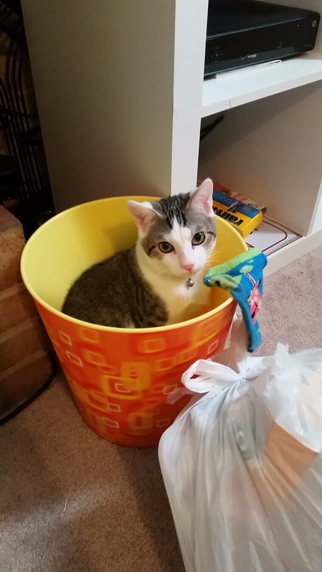 开云体育APP下载-澳大利亚袋鼠队的防线稳固，球队整体配合默契，澳大利亚袋鼠比赛