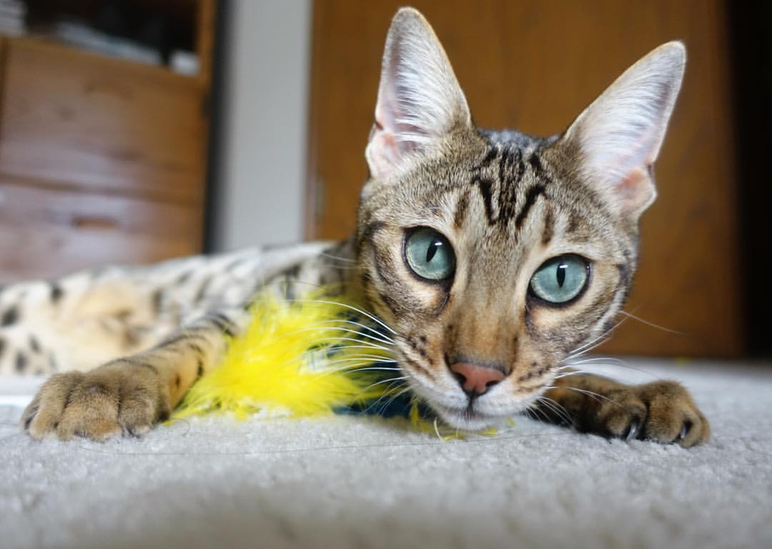 美洲杯历史精彩瞬间：经典比赛集萃，美洲杯 历年