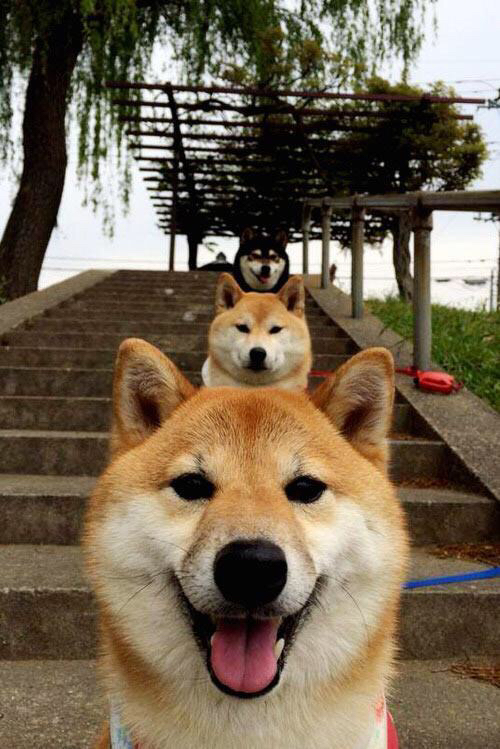 Kaiyun官方登录入口-蛙泳比赛朝鲜女队表现亮眼，蛙泳韩国美女